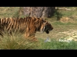 Tiger 4 864